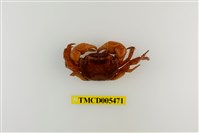 藏品(奧氏後相手蟹)的圖片